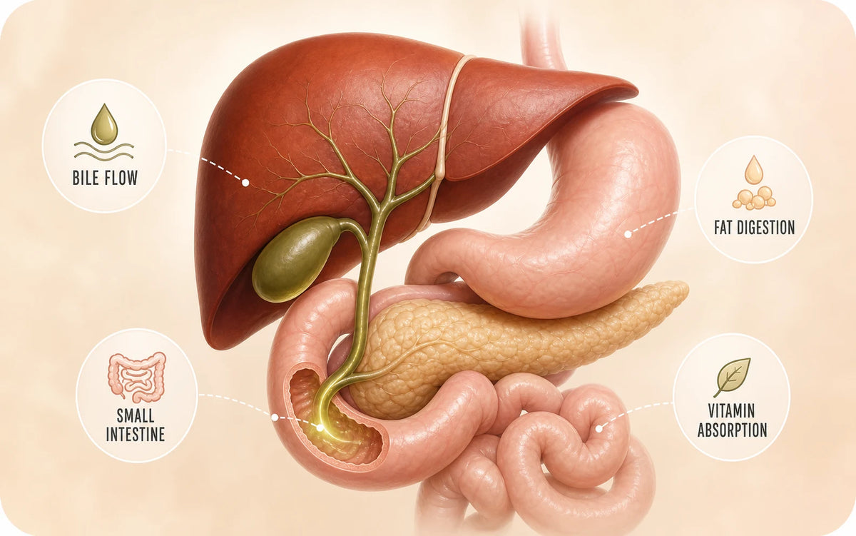 Una ilustración tridimensional del hígado, la vesícula biliar, el estómago, el páncreas y el intestino delgado que muestra el flujo de bilis, la digestión de grasas y la absorción de vitaminas.