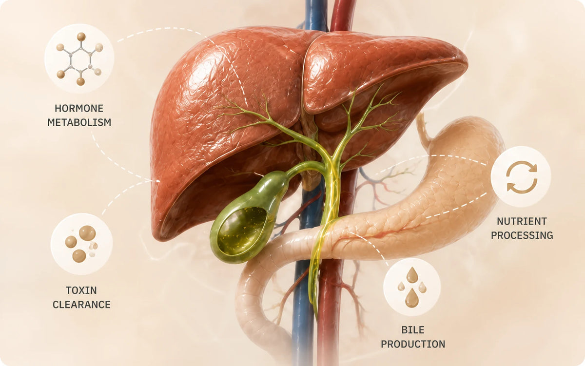 Una ilustración tridimensional del hígado y la vesícula biliar que muestra el metabolismo hormonal, la eliminación de toxinas, el procesamiento de nutrientes y la producción de bilis.