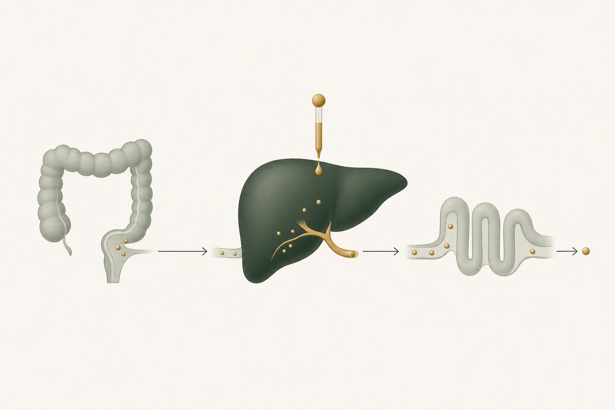 Residual particles move from a settled intestine into the liver, where a measured drop joins their flow through bile and bowel to elimination.