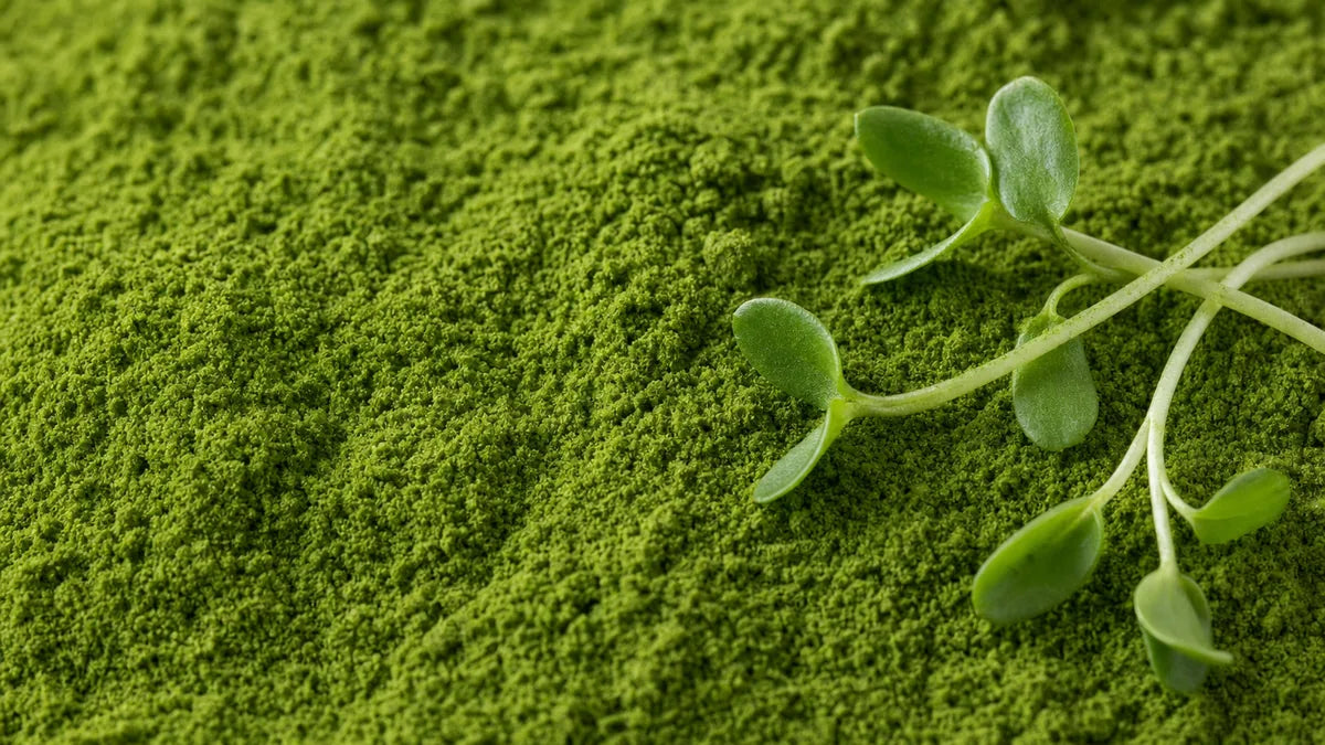 Una macro cercana de alfalfa (medicago sativa)
