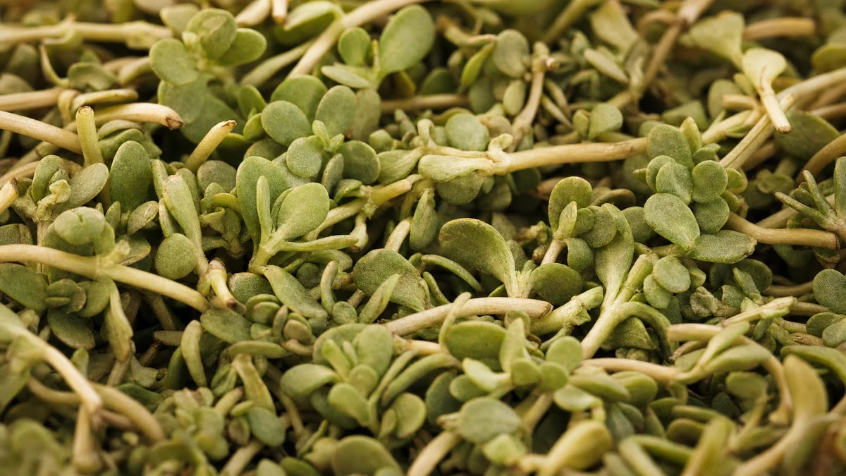 Primer plano de Bacopa monnieri