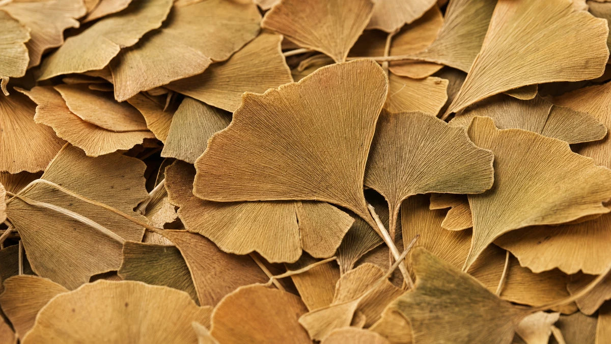 Primer plano de una hoja de ginkgo