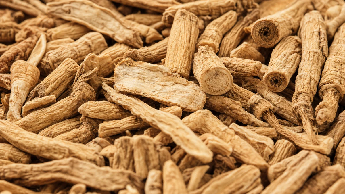 Primer plano de Panax ginseng coreano