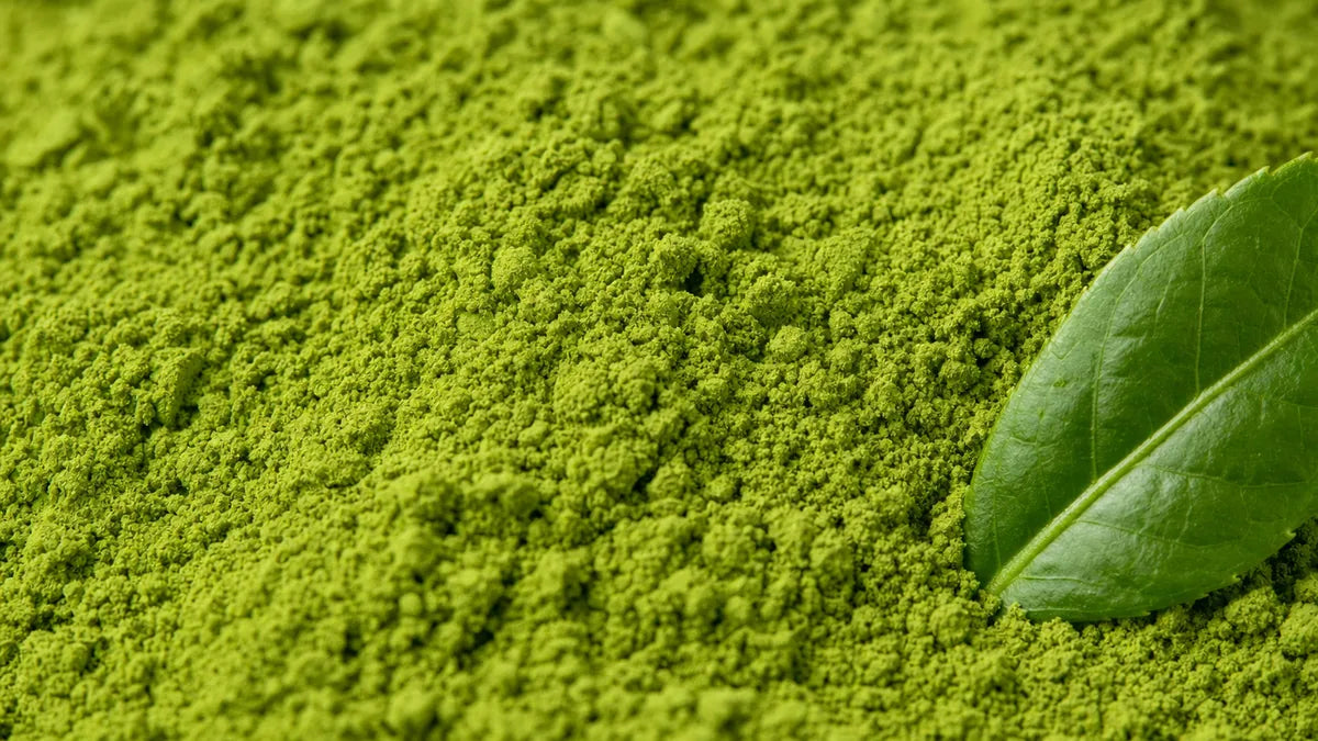 Primer plano de extracto de té verde (95 % polifenoles)