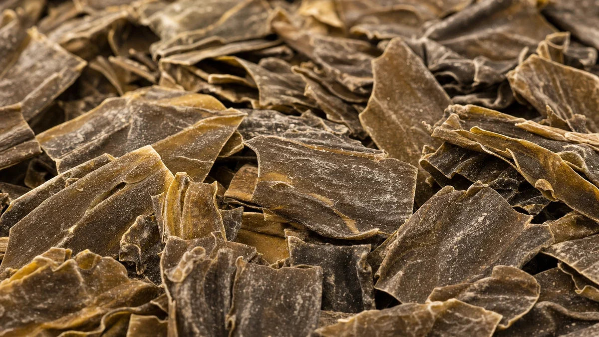 Primer plano macro de alga kombu