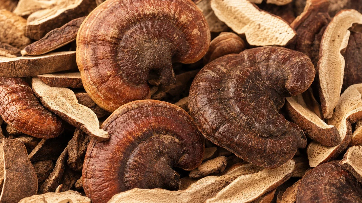 Setas reishi entre los materiales botánicos utilizados en preparaciones fermentadas