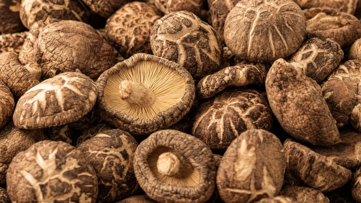 Una macro macro del shiitake
