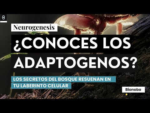 bio:hack® 5 x hongos adaptógenos