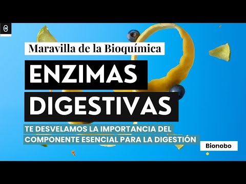 nutri:zyme® enzimas sinérgicas